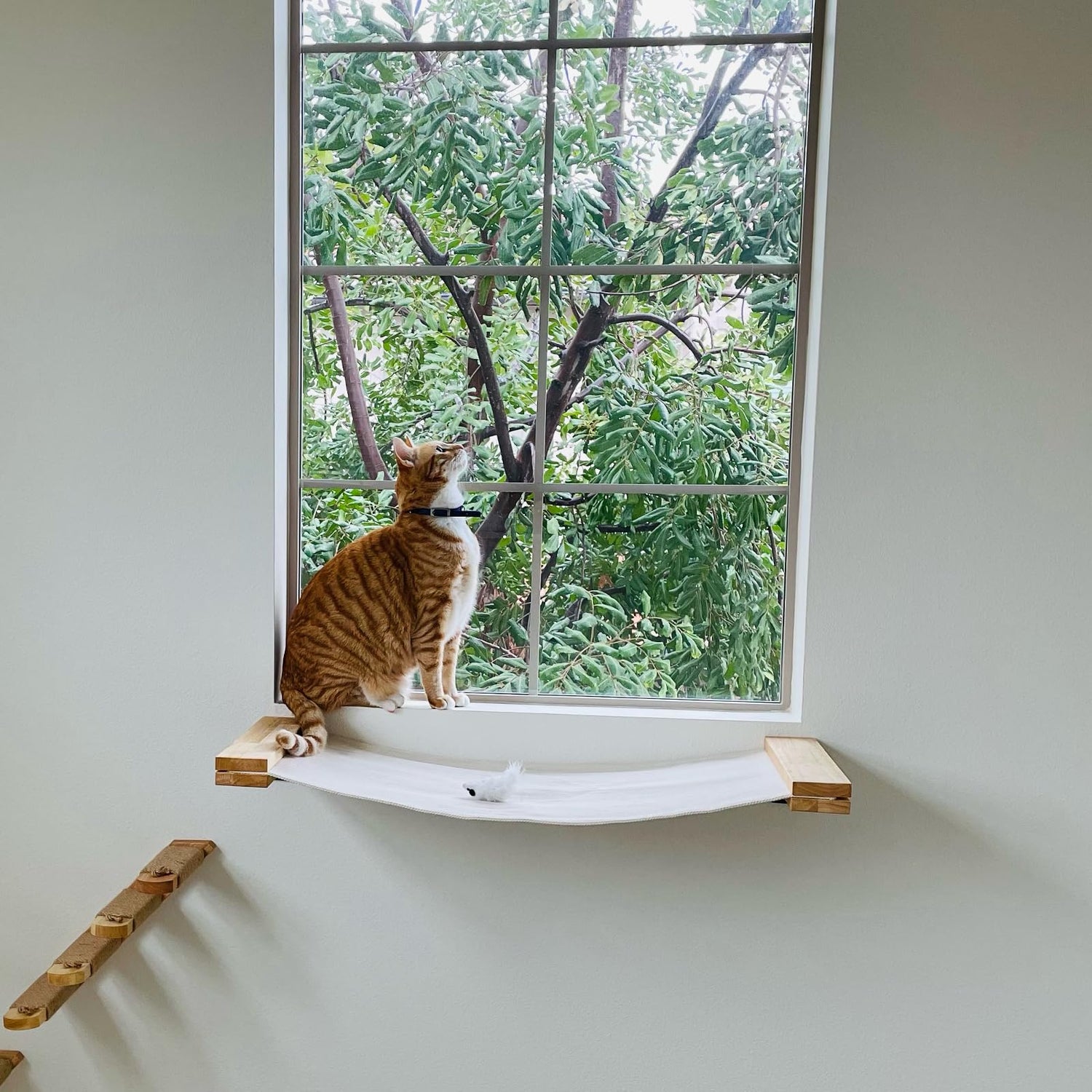 Cat Furniture