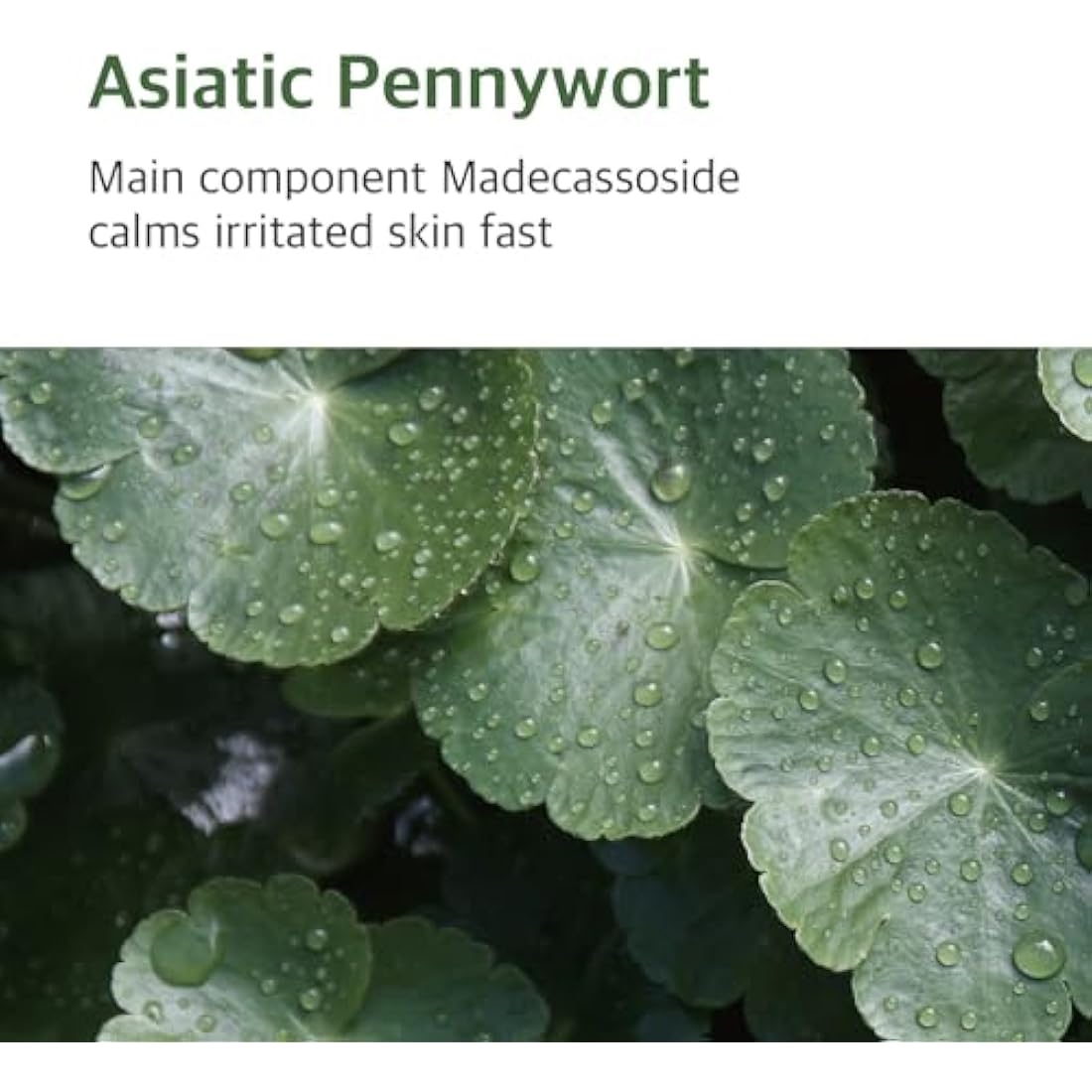 ROUND LAB Mugwort Calming Cream (80 ml)