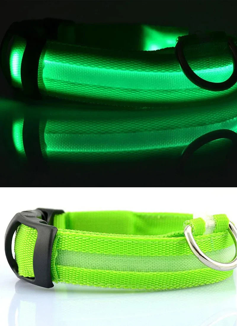 Stylish nylon dog collar showcasing luminous features for nighttime visibility and fashionable comfort.
