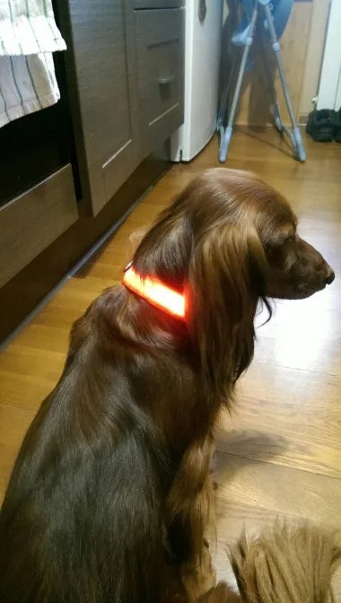 Stylish luminous dog collar and leash set, combining functionality with luxury for night-time pet care.