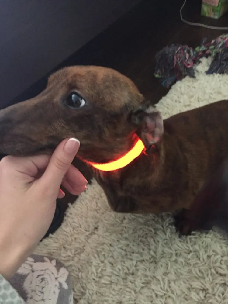 Sophisticated nylon LED dog collar featuring a radiant glow, ideal for enhancing pet safety at night.