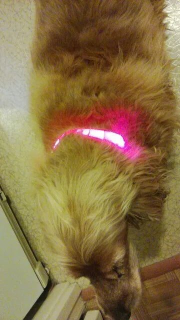 Close-up of the premium luminous LED feature on the nylon dog collar, designed for enhanced visibility during nighttime walks.