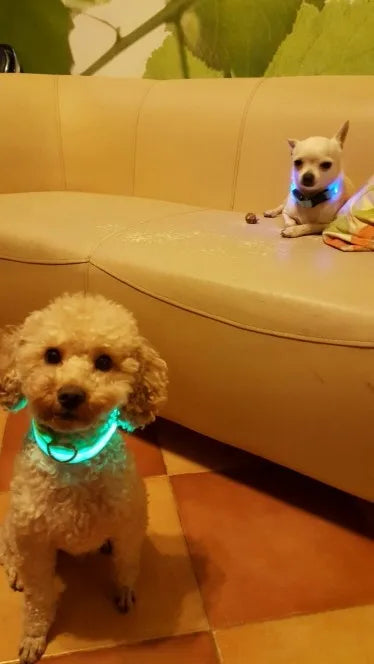Elegant nylon LED dog collar in vibrant luminous fluorescent colour, ensuring night safety and visibility for your canine companion.