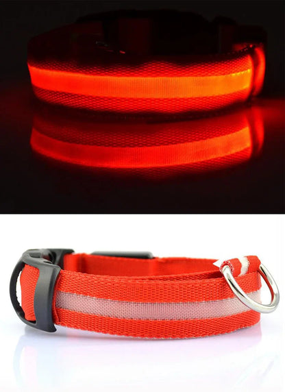 Premium fluorescent LED dog collar with an elegant design for enhanced night-time safety.