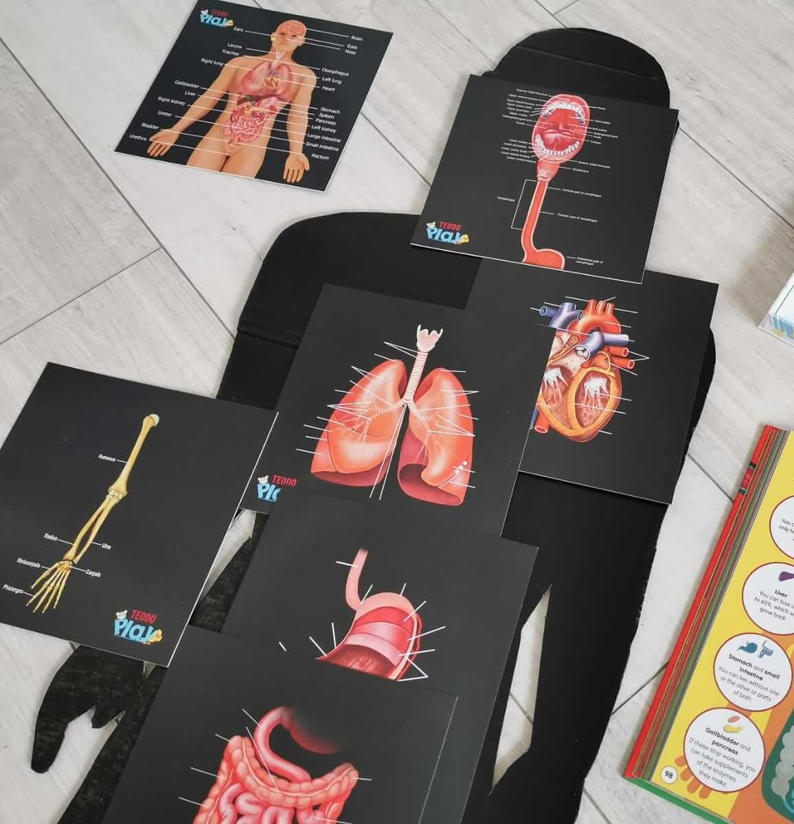 Teddo Play - Our Bodies Inside & Out Learning Cards Set