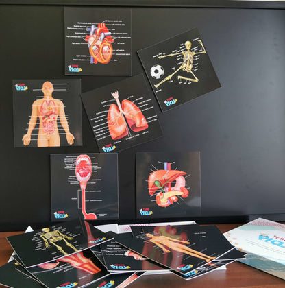 Teddo Play - Our Bodies Inside & Out Learning Cards Set